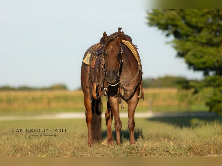 American Quarter Horse Wałach 4 lat 150 cm Kasztanowatodereszowata in Lewistown