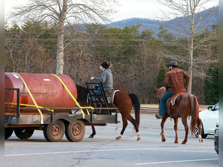 American Quarter Horse Wałach 4 lat 150 cm Kasztanowatodereszowata in Blairsville