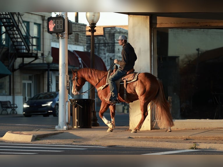 American Quarter Horse Wałach 4 lat 150 cm Kasztanowatodereszowata in Morrilton