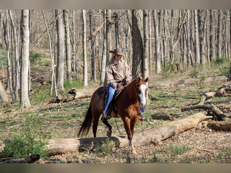 American Quarter Horse Wałach 4 lat 150 cm Rabicano in Needmore