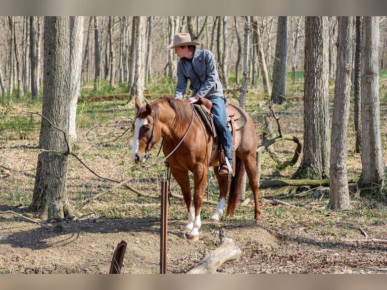 American Quarter Horse Wałach 4 lat 150 cm Rabicano in Needmore