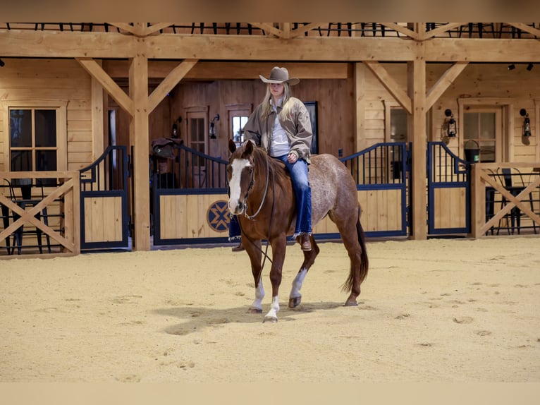 American Quarter Horse Wałach 4 lat 150 cm Rabicano in Needmore