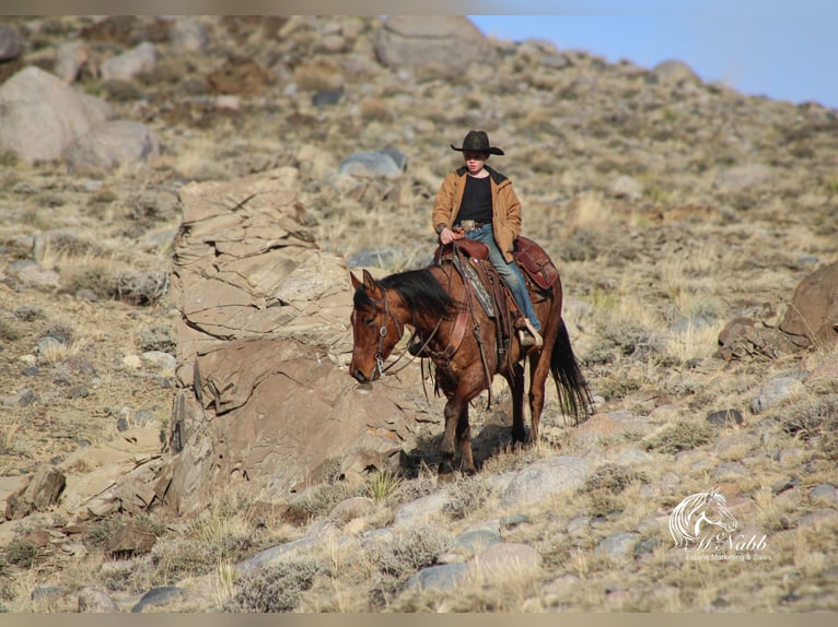 American Quarter Horse Wałach 4 lat 150 cm in Cody, WY