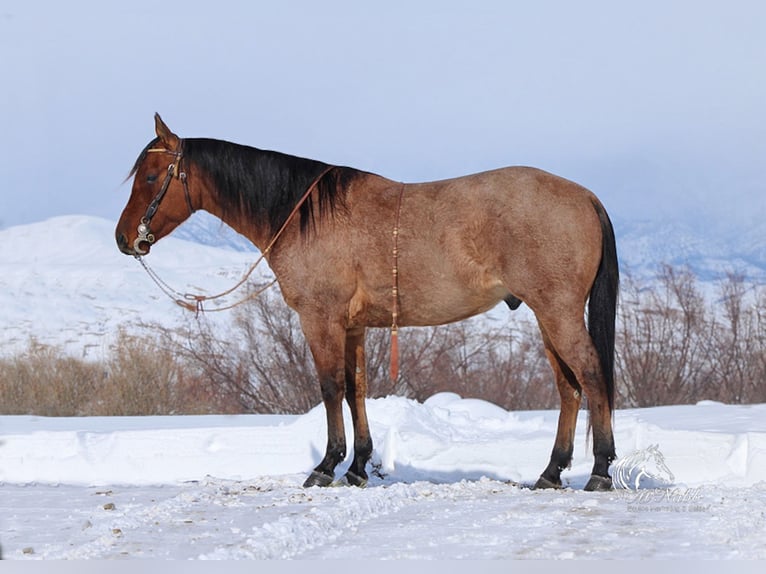 American Quarter Horse Wałach 4 lat 150 cm in Cody, WY