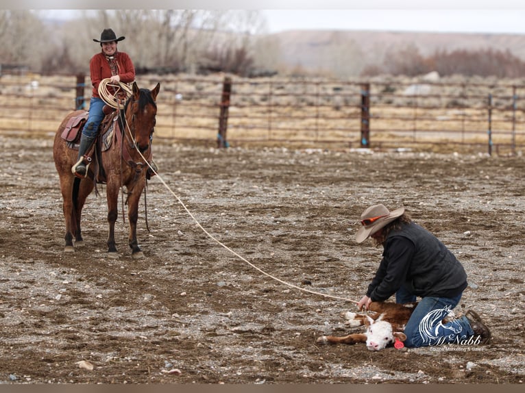 American Quarter Horse Wałach 4 lat 150 cm in Cody, WY