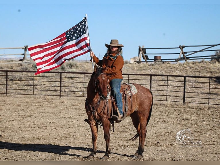 American Quarter Horse Wałach 4 lat 150 cm in Cody, WY