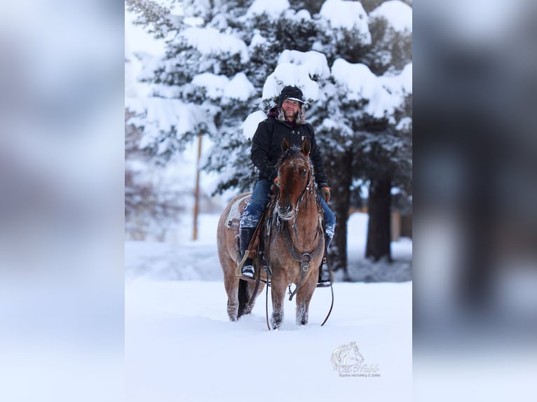 American Quarter Horse Wałach 4 lat 150 cm in Cody, WY