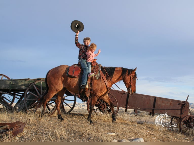 American Quarter Horse Wałach 4 lat 150 cm in Cody, WY