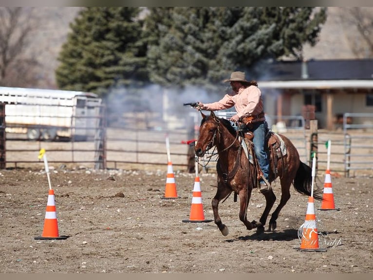 American Quarter Horse Wałach 4 lat 150 cm in Cody, WY