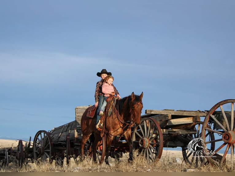American Quarter Horse Wałach 4 lat 150 cm in Cody, WY