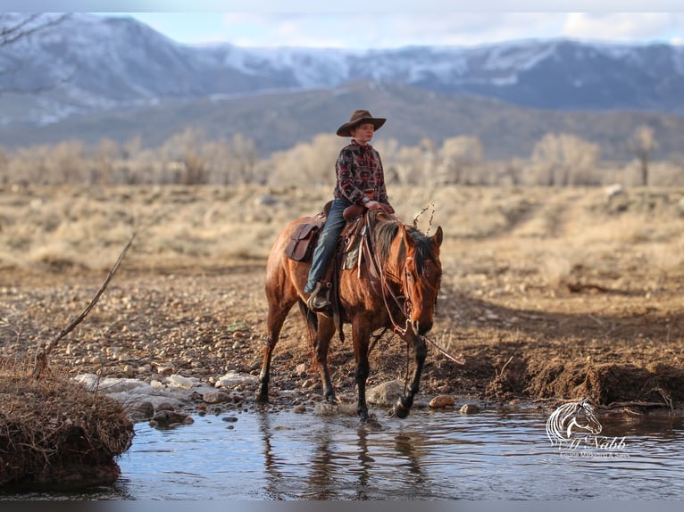American Quarter Horse Wałach 4 lat 150 cm in Cody, WY