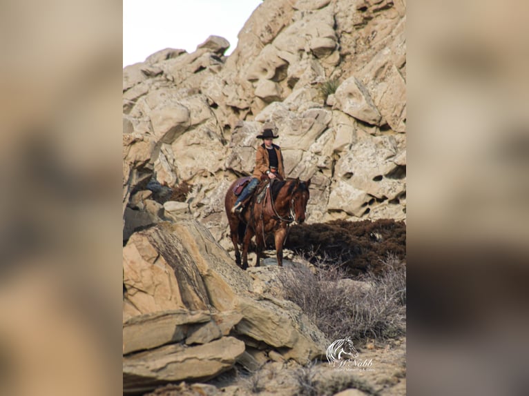 American Quarter Horse Wałach 4 lat 150 cm in Cody, WY