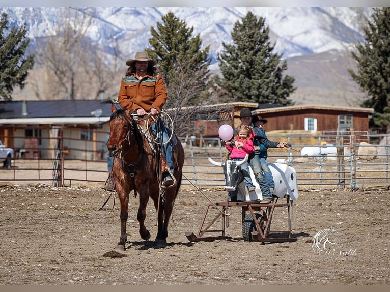 American Quarter Horse Wałach 4 lat 150 cm in Cody, WY