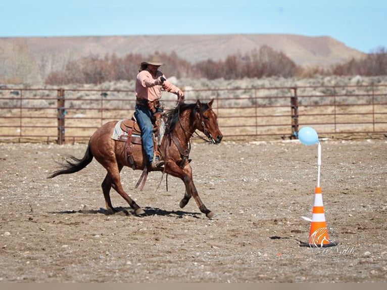American Quarter Horse Wałach 4 lat 150 cm in Cody, WY