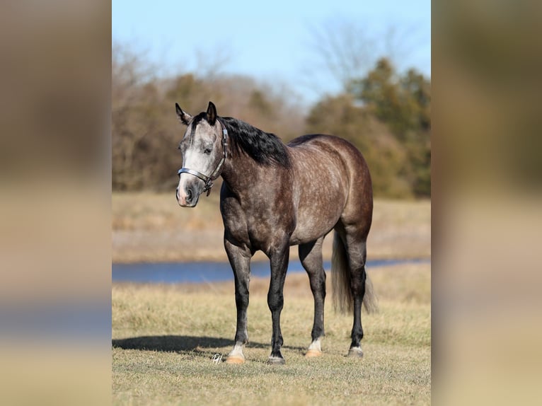 American Quarter Horse Wałach 4 lat 150 cm Siwa in Buffalo