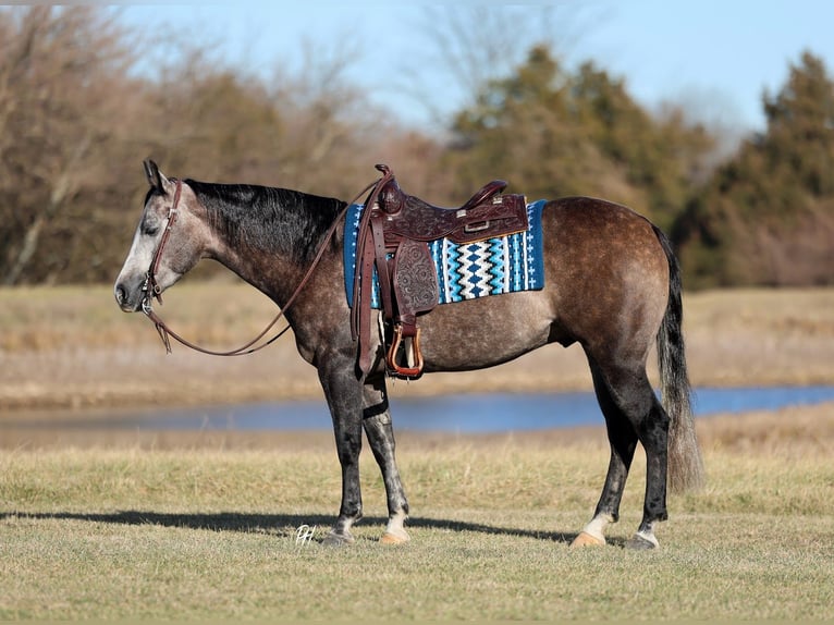 American Quarter Horse Wałach 4 lat 150 cm Siwa in Buffalo