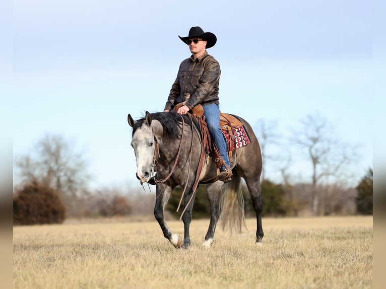 American Quarter Horse Wałach 4 lat 150 cm Siwa in Buffalo