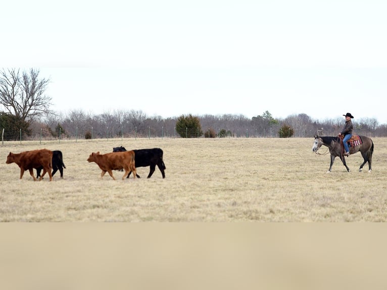 American Quarter Horse Wałach 4 lat 150 cm Siwa in Buffalo
