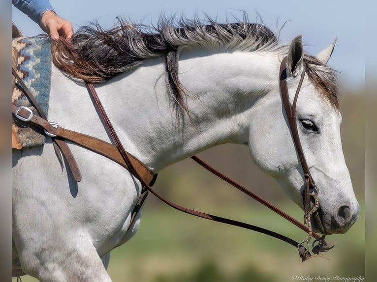 American Quarter Horse Wałach 4 lat 150 cm Siwa in Auburn, KY