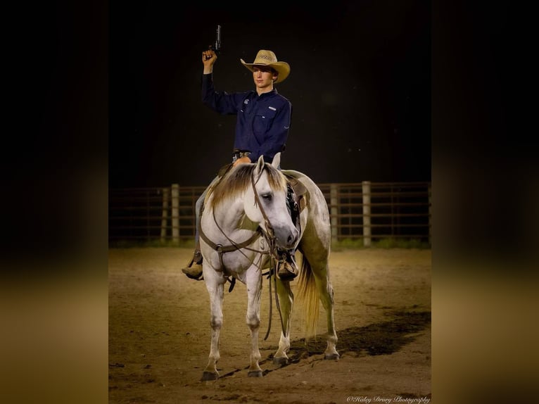 American Quarter Horse Wałach 4 lat 150 cm Siwa in Auburn, KY
