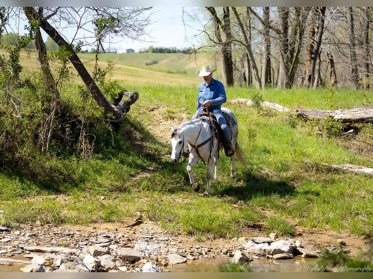 American Quarter Horse Wałach 4 lat 150 cm Siwa in Auburn, KY