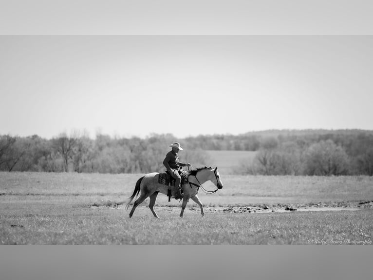 American Quarter Horse Wałach 4 lat 150 cm Siwa in Auburn, KY
