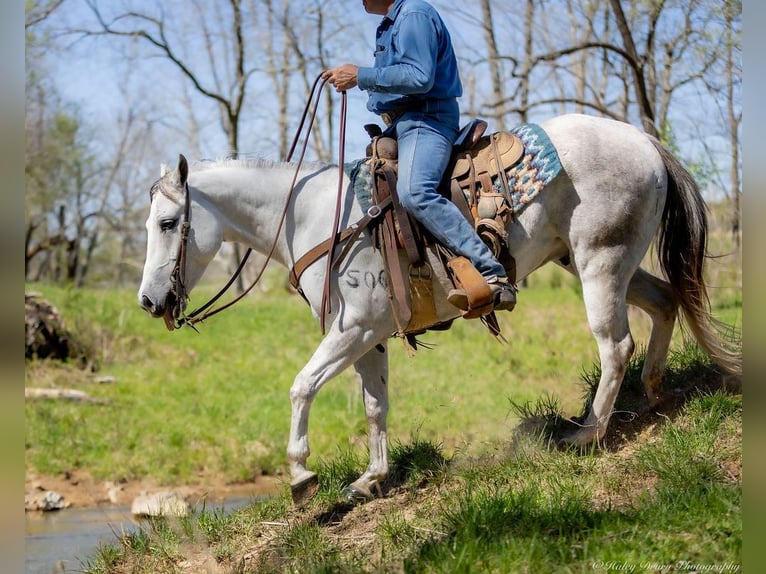 American Quarter Horse Wałach 4 lat 150 cm Siwa in Auburn, KY
