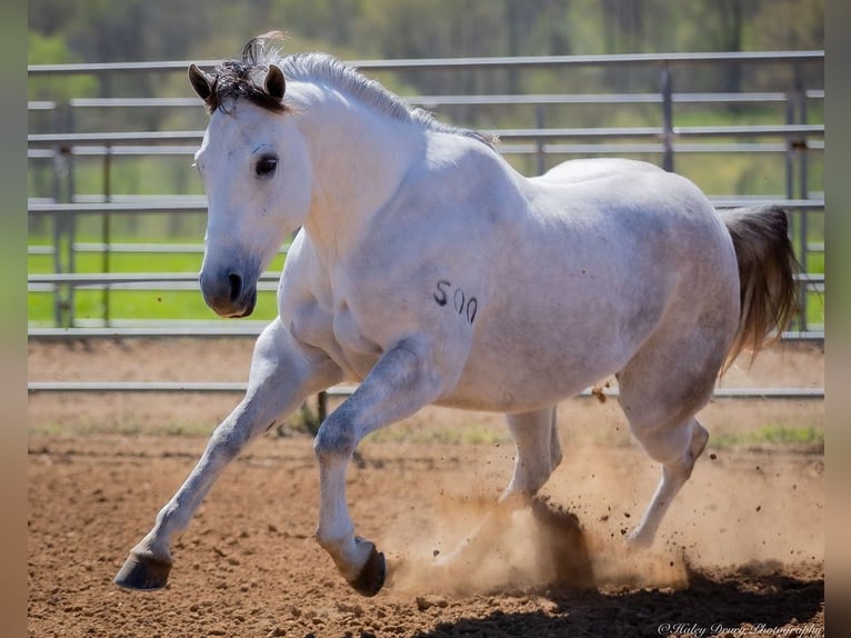 American Quarter Horse Wałach 4 lat 150 cm Siwa in Auburn, KY