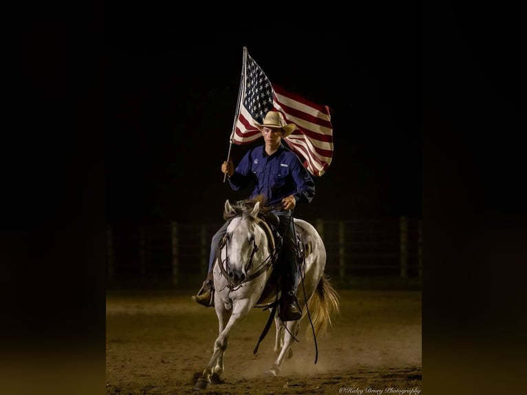 American Quarter Horse Wałach 4 lat 150 cm Siwa in Auburn, KY