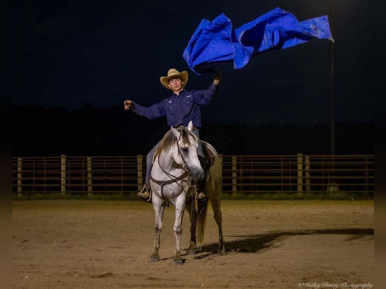 American Quarter Horse Wałach 4 lat 150 cm Siwa in Auburn, KY