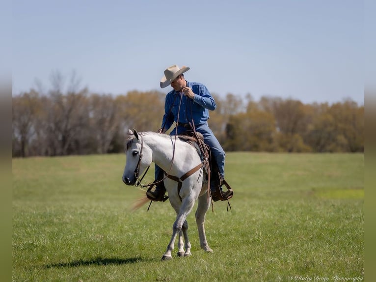 American Quarter Horse Wałach 4 lat 150 cm Siwa in Auburn, KY