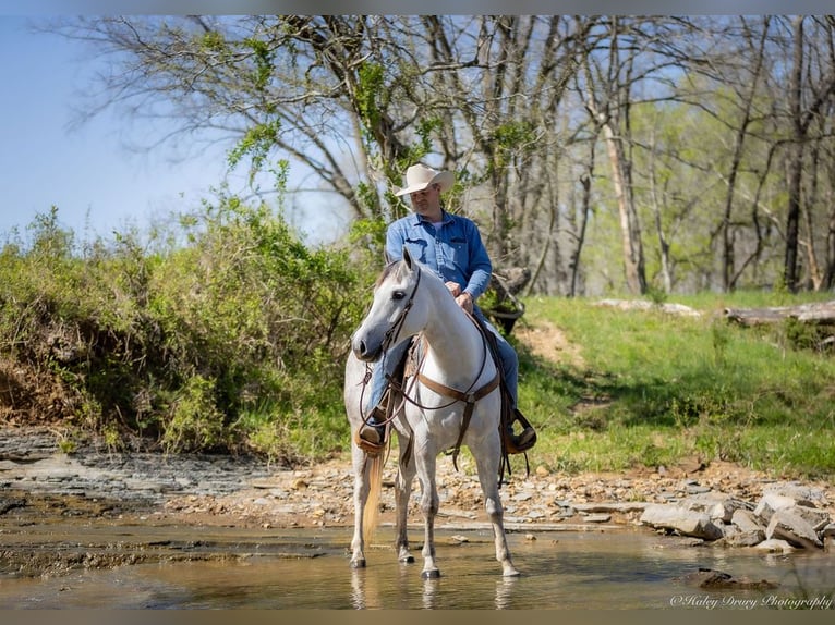 American Quarter Horse Wałach 4 lat 150 cm Siwa in Auburn, KY