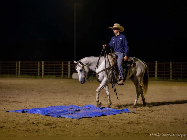 American Quarter Horse Wałach 4 lat 150 cm Siwa in Auburn, KY