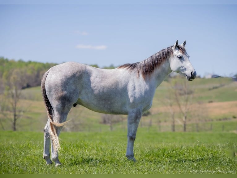 American Quarter Horse Wałach 4 lat 150 cm Siwa in Auburn, KY