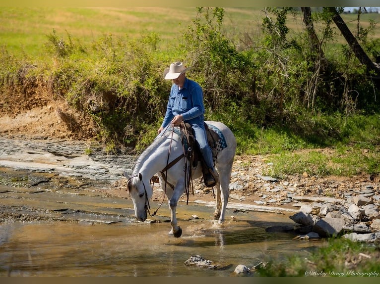 American Quarter Horse Wałach 4 lat 150 cm Siwa in Auburn, KY