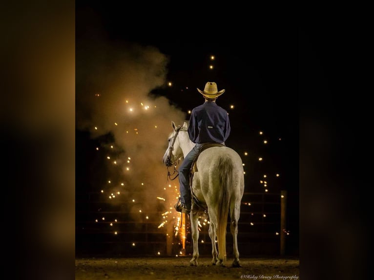 American Quarter Horse Wałach 4 lat 150 cm Siwa in Auburn, KY