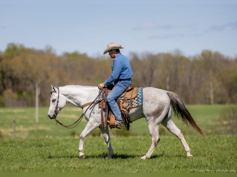 American Quarter Horse Wałach 4 lat 150 cm Siwa in Auburn, KY