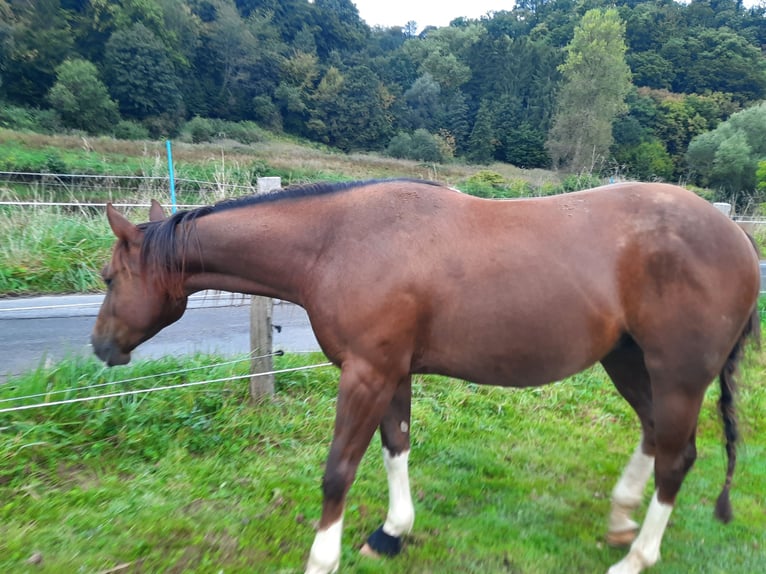 American Quarter Horse Wałach 4 lat 150 cm Skarogniada in F&#xFC;rthen