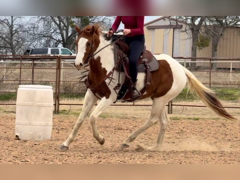 American Quarter Horse Wałach 4 lat 150 cm Tobiano wszelkich maści in Weatherford TX