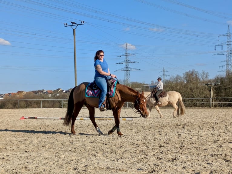 American Quarter Horse Wałach 4 lat 151 cm Ciemnokasztanowata in Illingen