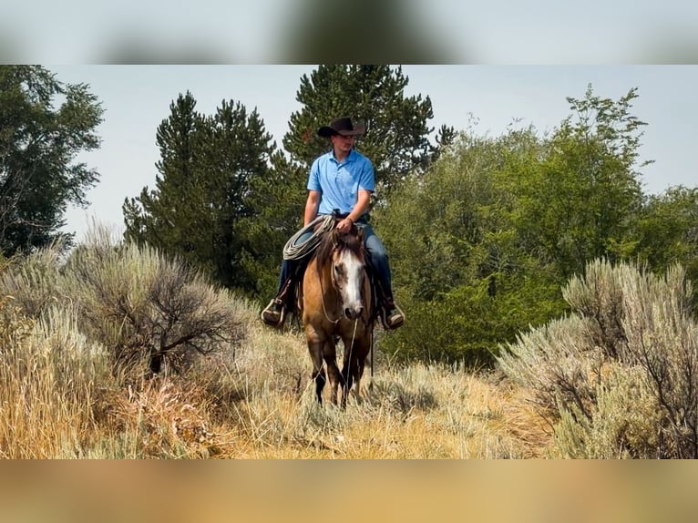 American Quarter Horse Wałach 4 lat 152 cm Bułana in Saint Anthony