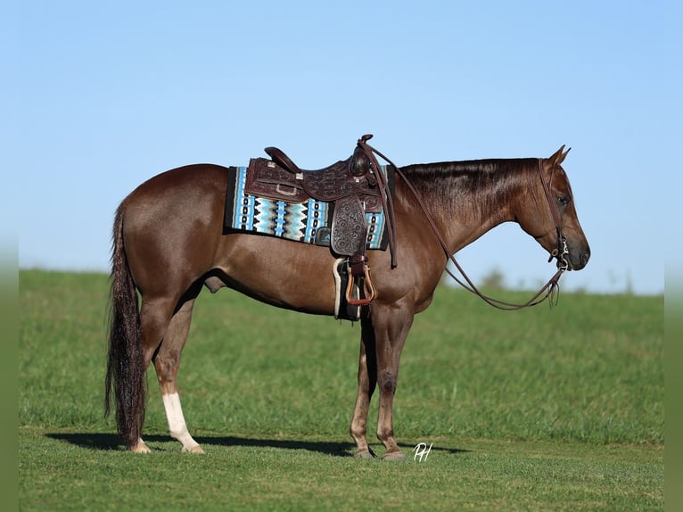 American Quarter Horse Wałach 4 lat 152 cm Ciemnokasztanowata in Buffalo