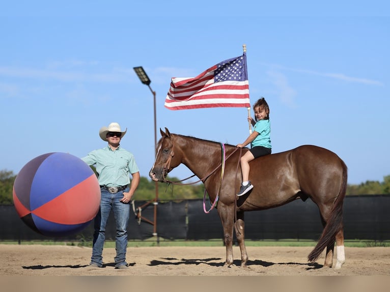 American Quarter Horse Wałach 4 lat 152 cm Ciemnokasztanowata in Buffalo American Quarter Horse Wałach 4 lat 152 cm Ciemnokasztanowata in Buffalo