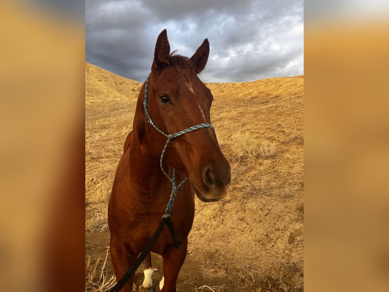 American Quarter Horse Wałach 4 lat 152 cm Cisawa in Casa Grande
