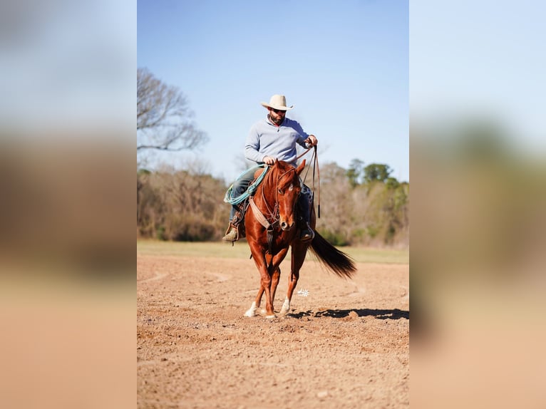 American Quarter Horse Wałach 4 lat 152 cm Cisawa in Huntsville