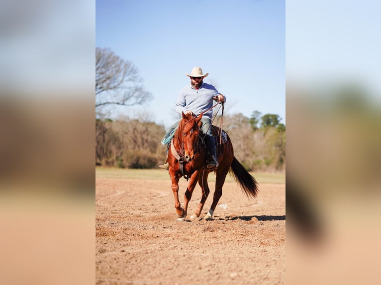 American Quarter Horse Wałach 4 lat 152 cm Cisawa in Huntsville