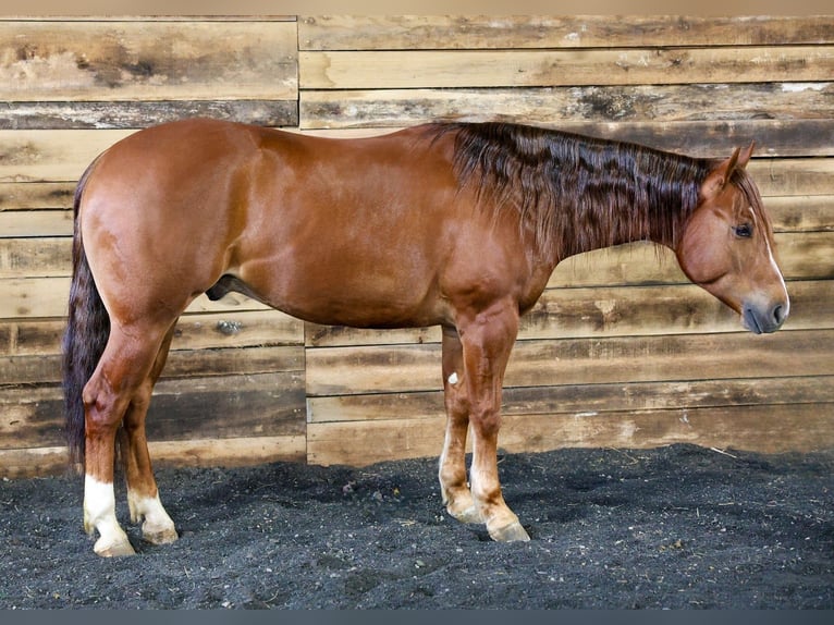American Quarter Horse Wałach 4 lat 152 cm Cisawa in Beaver Springs