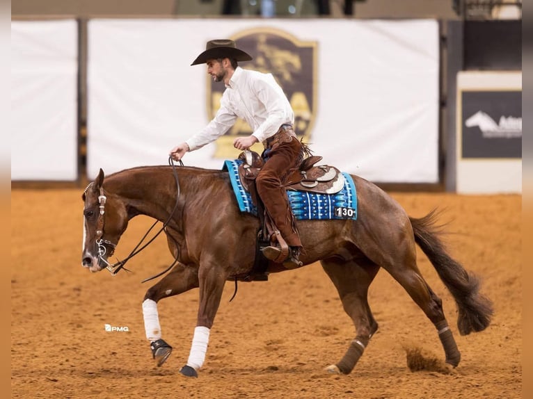 American Quarter Horse Wałach 4 lat 152 cm Cisawa in Buffalo