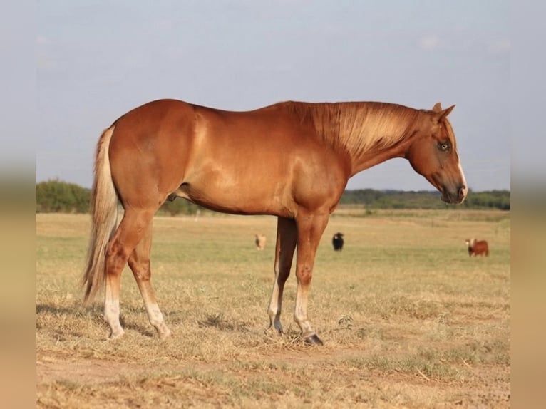 American Quarter Horse Wałach 4 lat 152 cm Cisawa in Stephenville