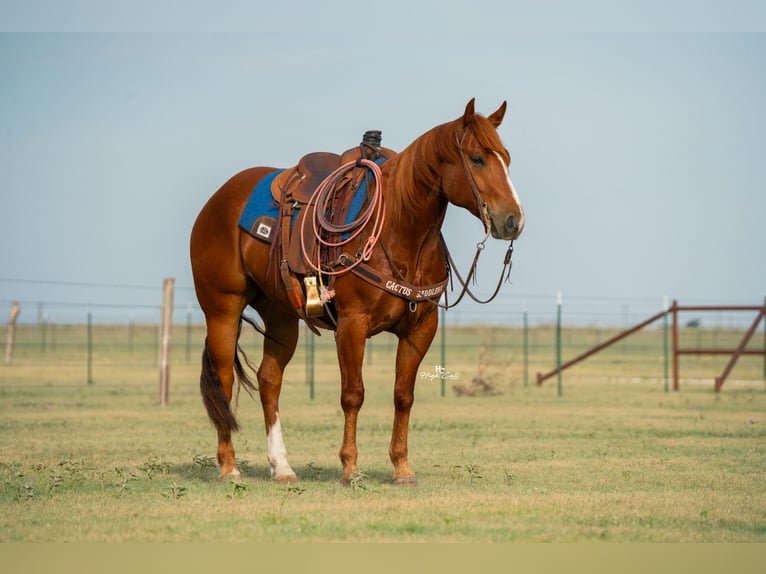 American Quarter Horse Wałach 4 lat 152 cm Cisawa in Canyon